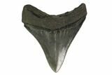 3.39" Fossil Megalodon Tooth - Serrated Blade - #130850-2